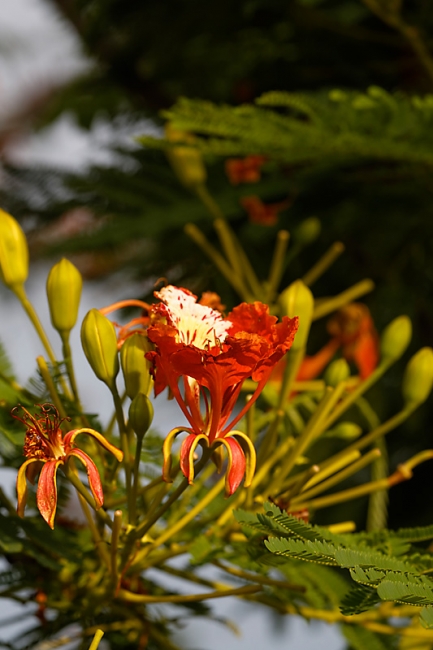 Suan Luang-JUN14-107